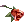 Rosa Escarlate