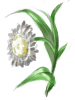 Menta